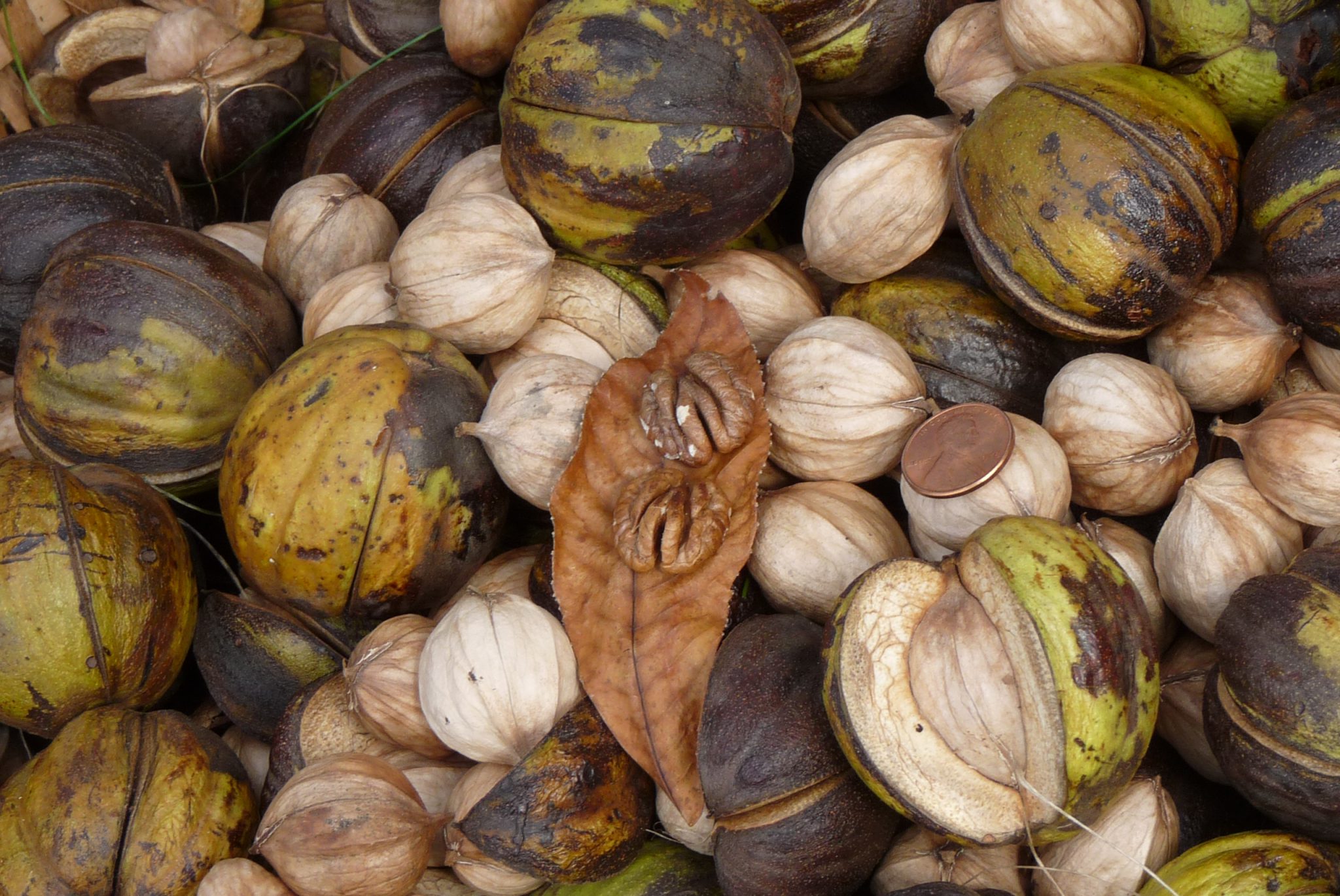 close-up of Hickory Nuts + Husks + shelled nuts