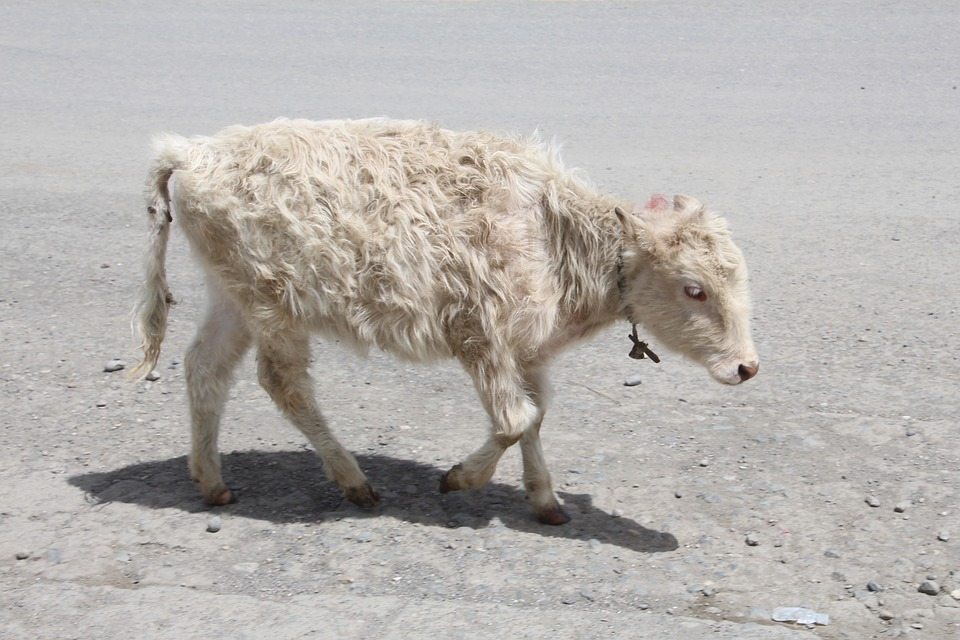 Beef-Cows-Calf-Cute-Young-Animal-Livestock-Cow-1236881.jpg